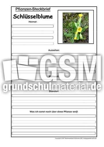 Pflanzensteckbrief-Schlüsselblume.pdf